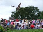 Himalayan Vulture coming into land at flying demonstration at Eagles Flying, Irish Raptor Research Centre, County Sligo, North West Ireland Himalayan Vulture coming into land at flying demonstration at Eagles Flying, Irish Raptor Research Centre, County Sligo, North West Ireland