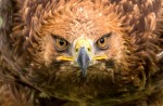 Eagle's head - Eagles Flying, Irish Raptor Research Centre, County Sligo, North West Ireland Eagle's head - Eagles Flying, Irish Raptor Research Centre, County Sligo, North West Ireland