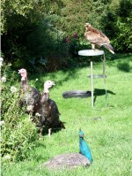 Eagle enjoying the company of turkeys and a peacock at Eagles Flying, Irish Raptor Research Centre, County Sligo, North West Ireland Eagle enjoying the company of turkeys and a peacock at Eagles Flying, Irish Raptor Research Centre, County Sligo, North West Ireland