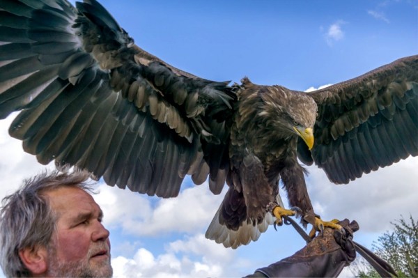 Eagle at Eagles Flying, Irish Raptor Research Centre, Ballymote, County Sligo, Ireland Eagle at Eagles Flying, Irish Raptor Research Centre, Ballymote, County Sligo, Ireland