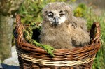 Owlet at Eagles Flying Owlet at Eagles Flying