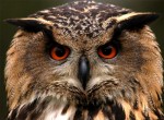 Owl at Eagles Flying, Irish Raptor Research Centre, County Sligo, North West Ireland / photo by Brenda McCallion Owl at Eagles Flying, Irish Raptor Research Centre, County Sligo, North West Ireland / photo by Brenda McCallion