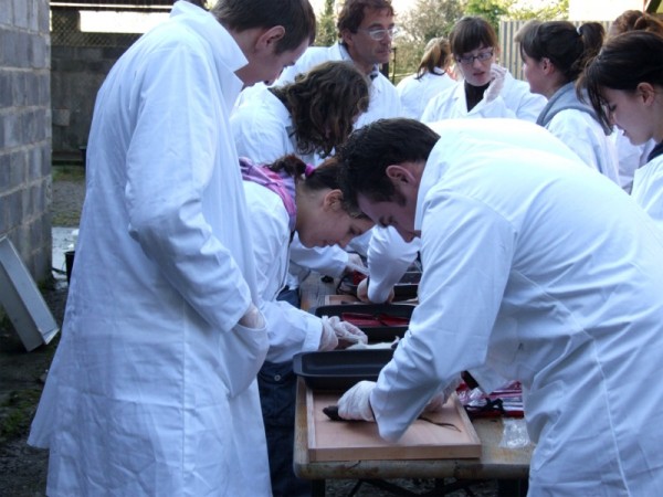 Anatomy course for students at Eagles Flying, Irish Raptor Research Centre, Ballymote, County Sligo, Ireland Anatomy course for students at Eagles Flying, Irish Raptor Research Centre, Ballymote, County Sligo, Ireland