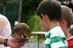 Eagles Flying, Irish Raptor Research Centre, County Sligo, North West Ireland Eagles Flying, Irish Raptor Research Centre, County Sligo, North West Ireland