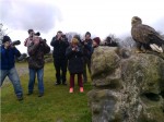 Eagle being photographed by a Camera Club at Eagles Flying, Irish Raptor Research Centre, County Sligo