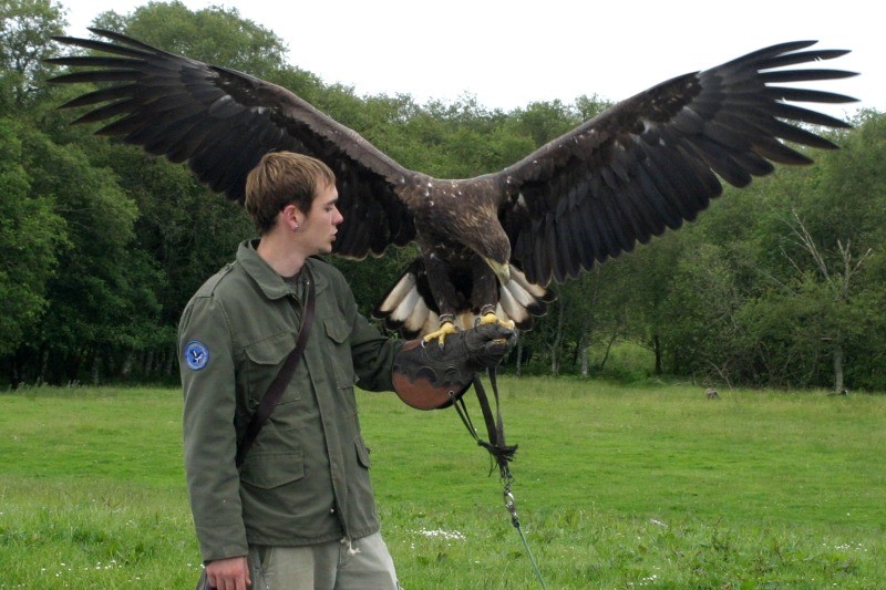 Buzzard at Eagles Flying, Irish Raptor Research Centre, Ballymote, Co. Sligo, Ireland