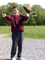 School boy handling bird of prey at Eagles Flying, Irish Raptor Research Centre, County Sligo