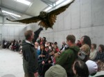 Indoor flying demonstration  at Eagles Flying, Irish Raptor Research Centre, County Sligo