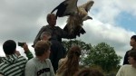 Himalayan Vulture at Irish Raptor Research Centre, County Sligo, North West Ireland Himalayan Vulture at Irish Raptor Research Centre, County Sligo, North West Ireland