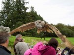 Owl flying above the crowd at Eagles Flying, County Sligo, North West Ireland Owl flying above the crowd at Eagles Flying, County Sligo, North West Ireland