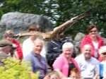 A bird of prey flying above the crowd at Eagles Flying, County Sligo, North West Ireland A bird of prey flying above the crowd at Eagles Flying, County Sligo, North West Ireland