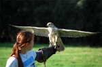 A bird of prey with Rebecca, one of the trainers, at Eagles Flying, County Sligo, North West Ireland A bird of prey with Rebecca, one of the trainers, at Eagles Flying, County Sligo, North West Ireland