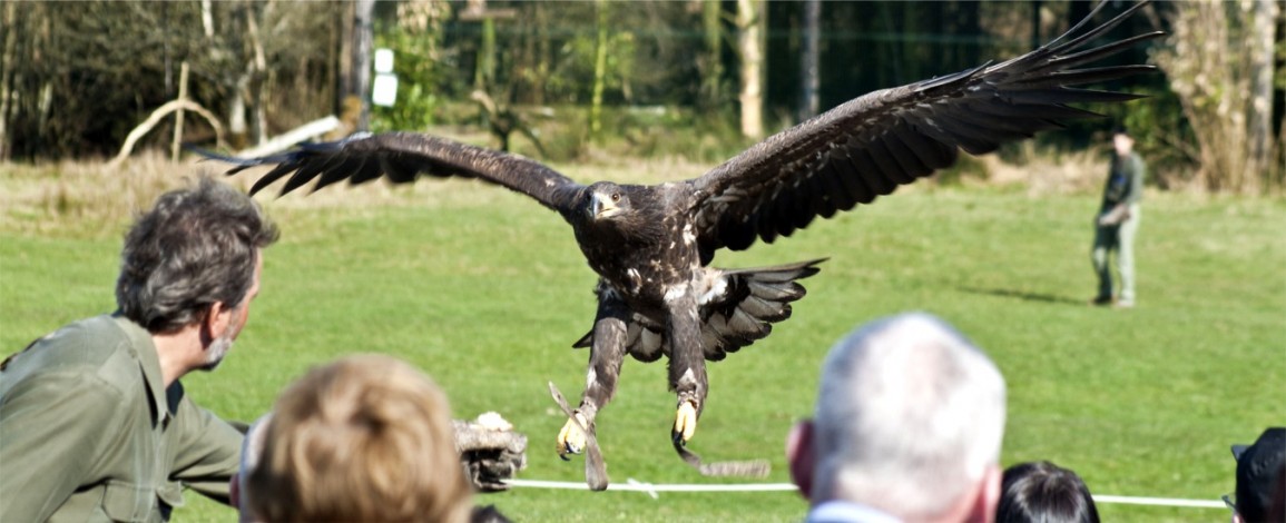 Eagles Flying founder and Zoologist Lothar F. Muschketat working with an eagle Eagles Flying founder and Zoologist Lothar F. Muschketat working with an eagle