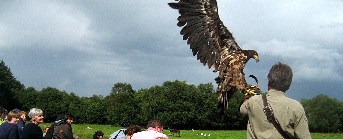 A white tailed eagle landing during the bird show at Eagles Flying - Irish Raptor Research Centre, Sligo, Ireland