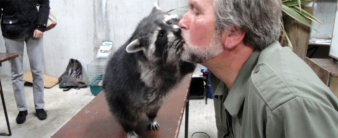 Grizzly, the raccoon,  in the Petting Zoo kissing Eagles Flying former Director and Zoologist Lothar F. Muschketat at Eagles Flying - Irish Raptor Research Centre, Sligo, Ireland