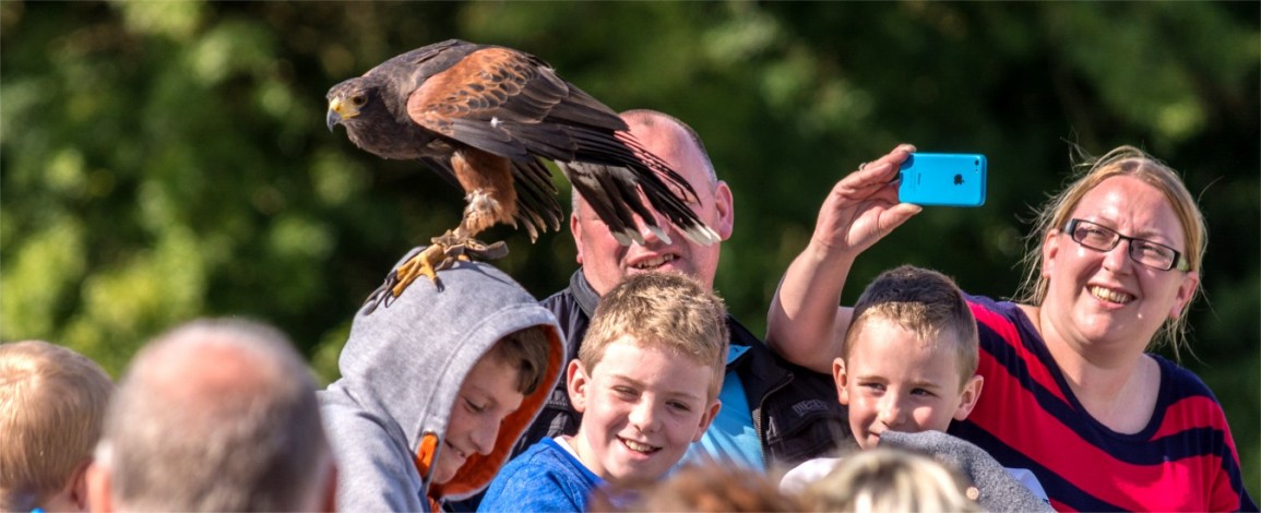 A Harris´s Hawk balances on a young visitor's head at Eagles Flying - Irish Raptor Research Centre, Sligo, Ireland