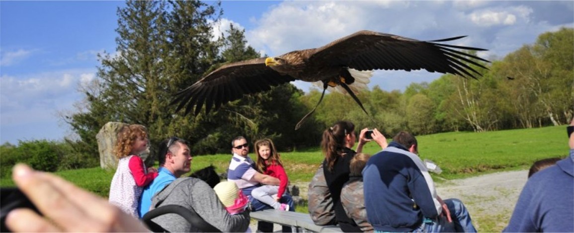 Eagle flying over the crowd at Eagles Flying - Irish Raptor Research Centre, Sligo, Ireland
